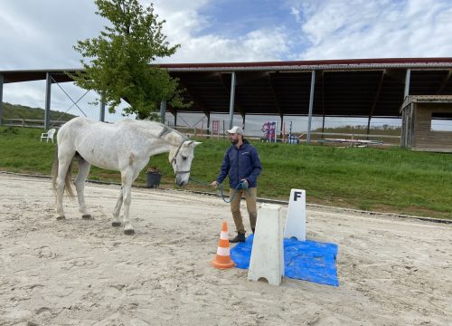 équicoaching | équiformation | formation facilitée par le cheval | management | formation managériale